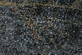 Polished, Black Petrified Palm Root Slab - Indonesia #151998-1